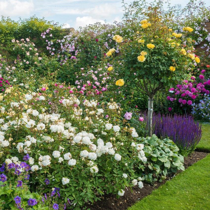 スーザン・ウィリアムズ・エリス裸苗 - Susan Williams-Ellis (Ausquirk)