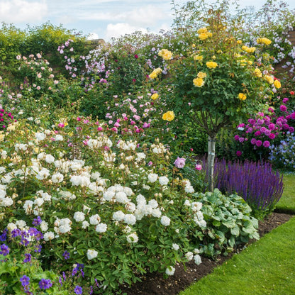 スーザン・ウィリアムズ・エリス 鉢苗 - Susan Williams-Ellis Potted (Ausquirk)