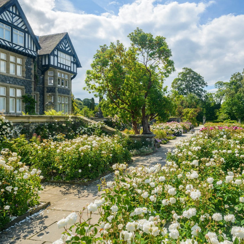 スーザン・ウィリアムズ・エリス裸苗 - Susan Williams-Ellis (Ausquirk)