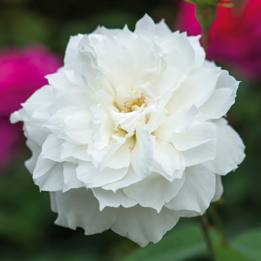 スーザン・ウィリアムズ・エリス 鉢苗 - Susan Williams-Ellis Potted