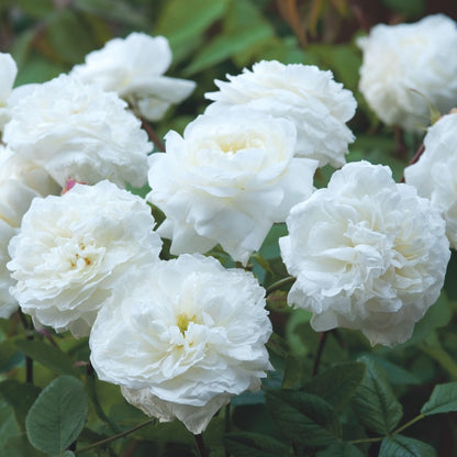 スーザン・ウィリアムズ・エリス 鉢苗 - Susan Williams-Ellis Potted (Ausquirk)