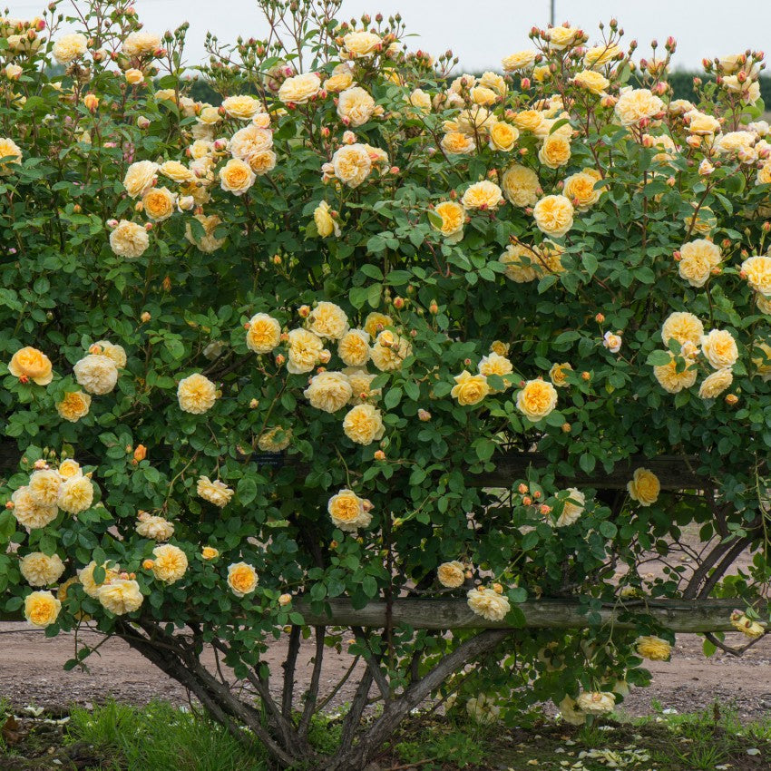 ティージング・ジョージア 裸苗 - Teasing Georgia (Ausbaker)