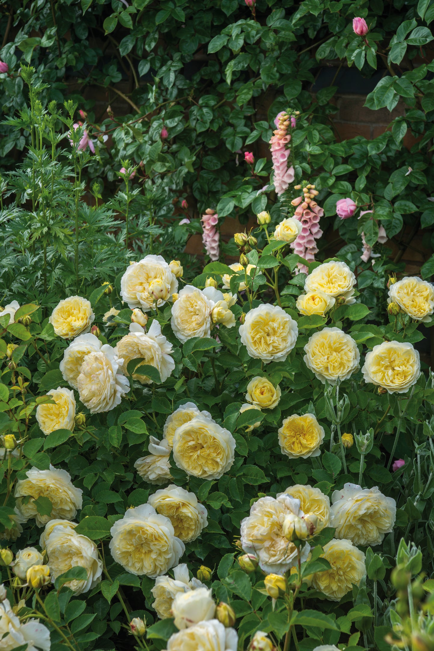 ザ・ピルグリム鉢苗 - The Pilgrim Potted (Auswalker)