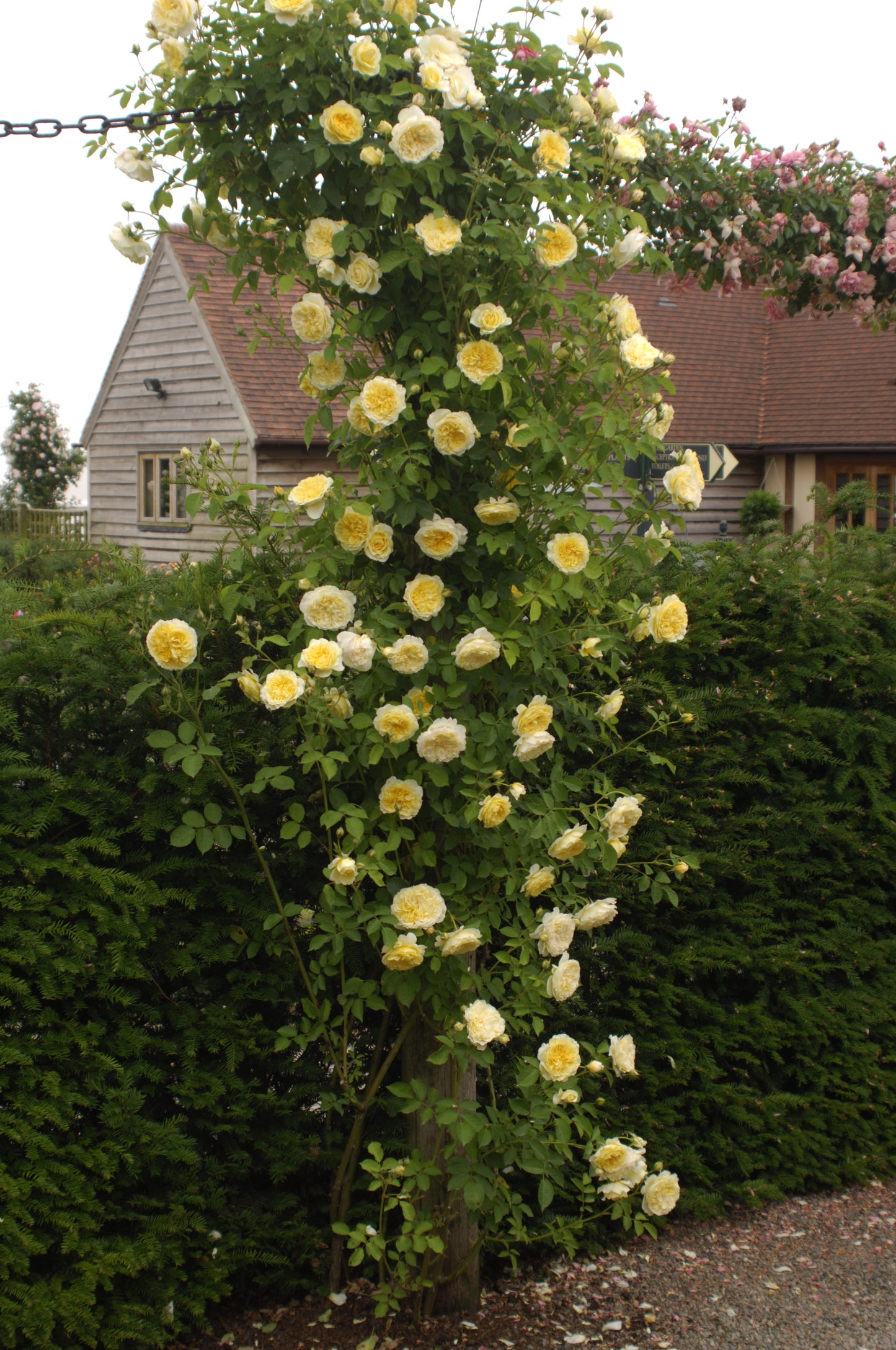 ザ・ピルグリム鉢苗 - The Pilgrim Potted (Auswalker)