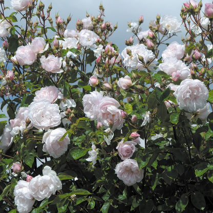 ザ・ジェネラス・ガーデナー鉢苗 - The Generous Gardener Potted (Ausdrawn)