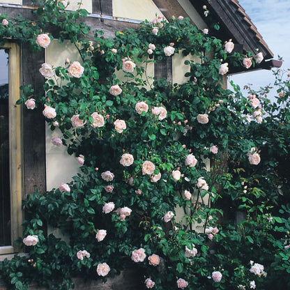 ザ・ジェネラス・ガーデナー裸苗 - The Generous Gardener (Ausdrawn)