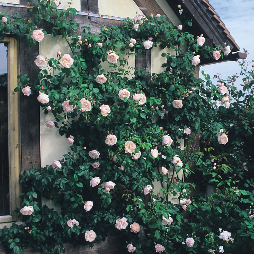 ザ・ジェネラス・ガーデナー鉢苗 - The Generous Gardener Potted (Ausdrawn)