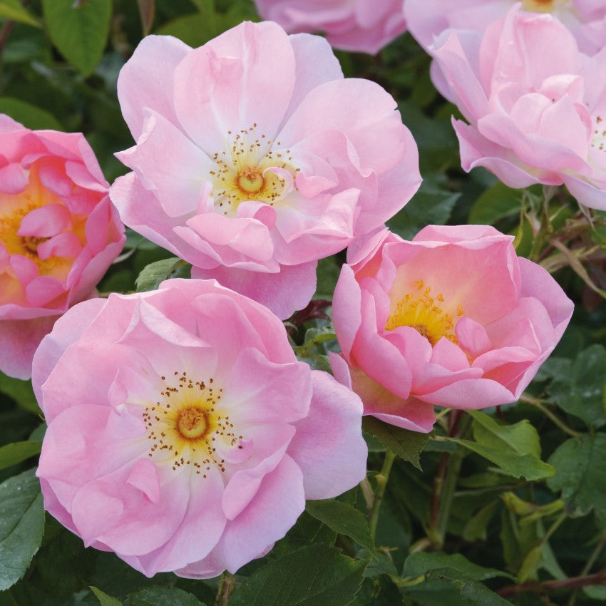 ザ・レディーズ・ブラッシュ 鉢苗 - The Lady's Blush Potted (Ausoscar)