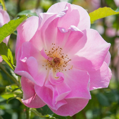 ザ・レディーズ・ブラッシュ 鉢苗 - The Lady's Blush Potted (Ausoscar)