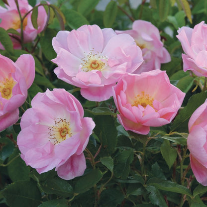 ザ・レディーズ・ブラッシュ 鉢苗 - The Lady's Blush Potted (Ausoscar)