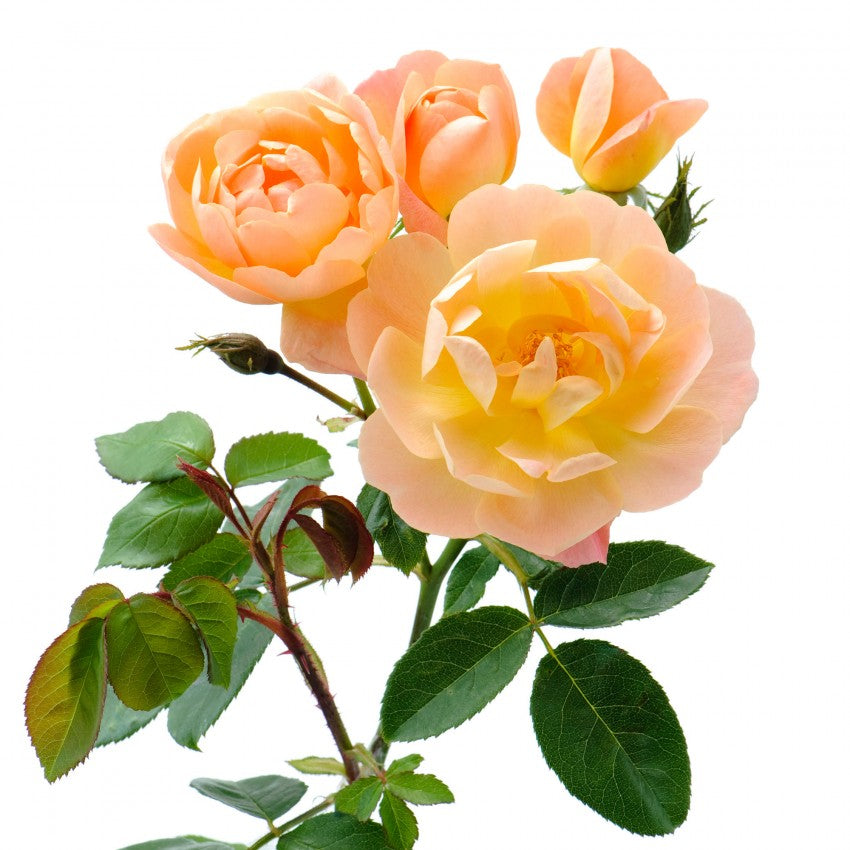 アサガラワークス　ペグ崎野薔薇 アサガラワークス ペグ崎野薔薇 アサガラワークス ペグ崎野薔薇