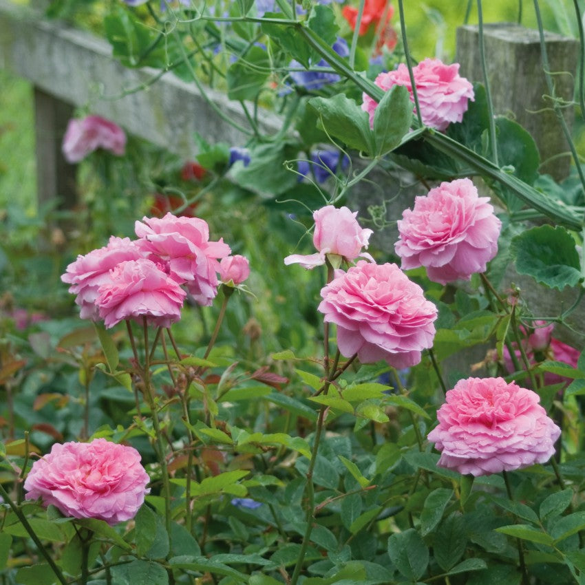 ザ・メイフラワー 鉢苗 - The Mayflower Potted (Austilly) – David