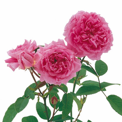 ザ・メイフラワー裸苗 - The Mayflower (Austilly)