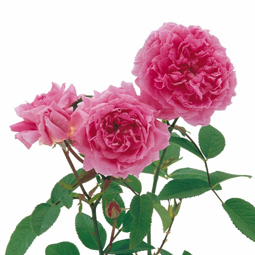 Mayflower Research メイフラワー ザ・メイフラワー裸苗 - The Mayflower (Austilly) – David