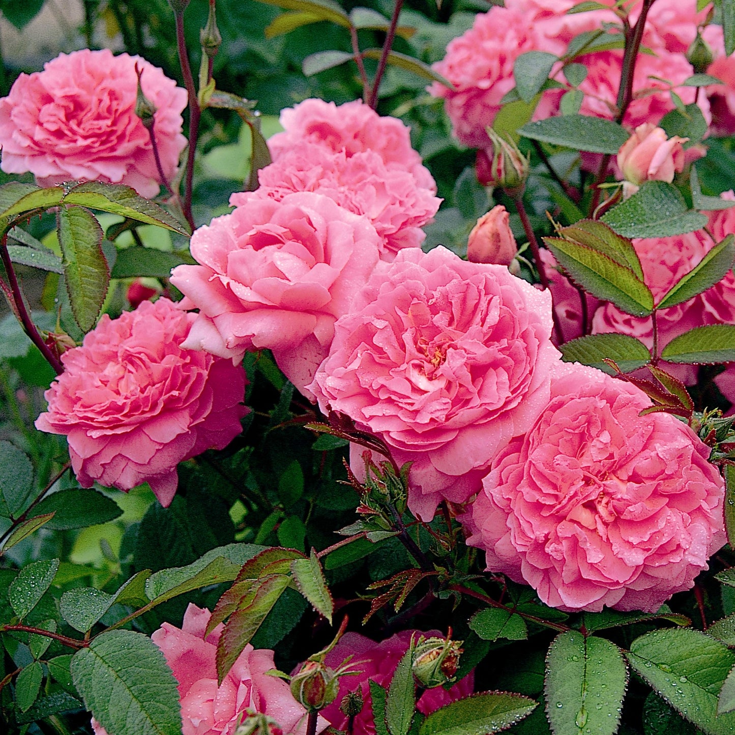 ザ・メイフラワー 鉢苗 - The Mayflower Potted (Austilly)