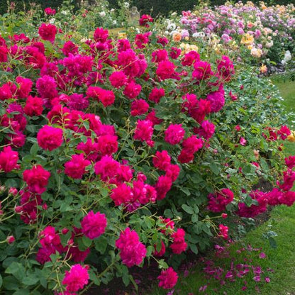 トーマス・エイ・ベケット鉢苗 - Thomas à Becket Potted (Auswinston)