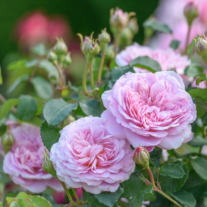 ユーステイシア・ヴァイ  15L鉢苗 - Eustacia Vye Potted 15L (Ausegdon)