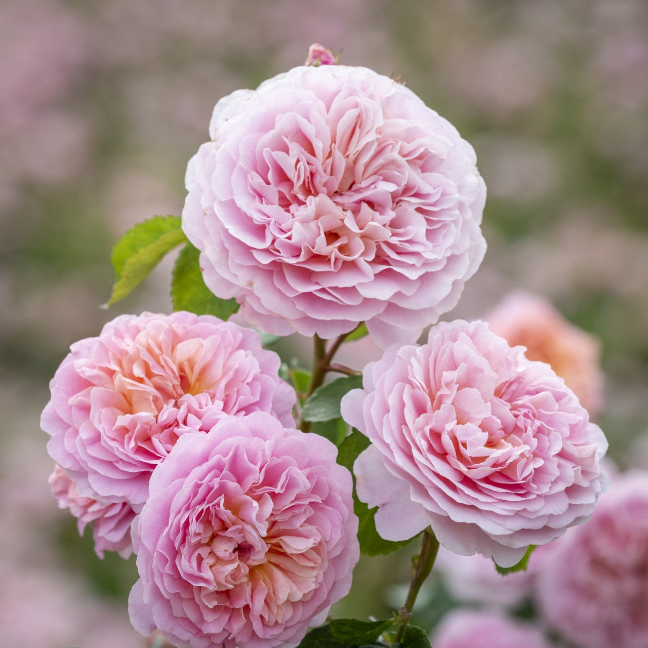 ユーステイシア・ヴァイ裸苗 - Eustacia Vye (Ausegdon) – David