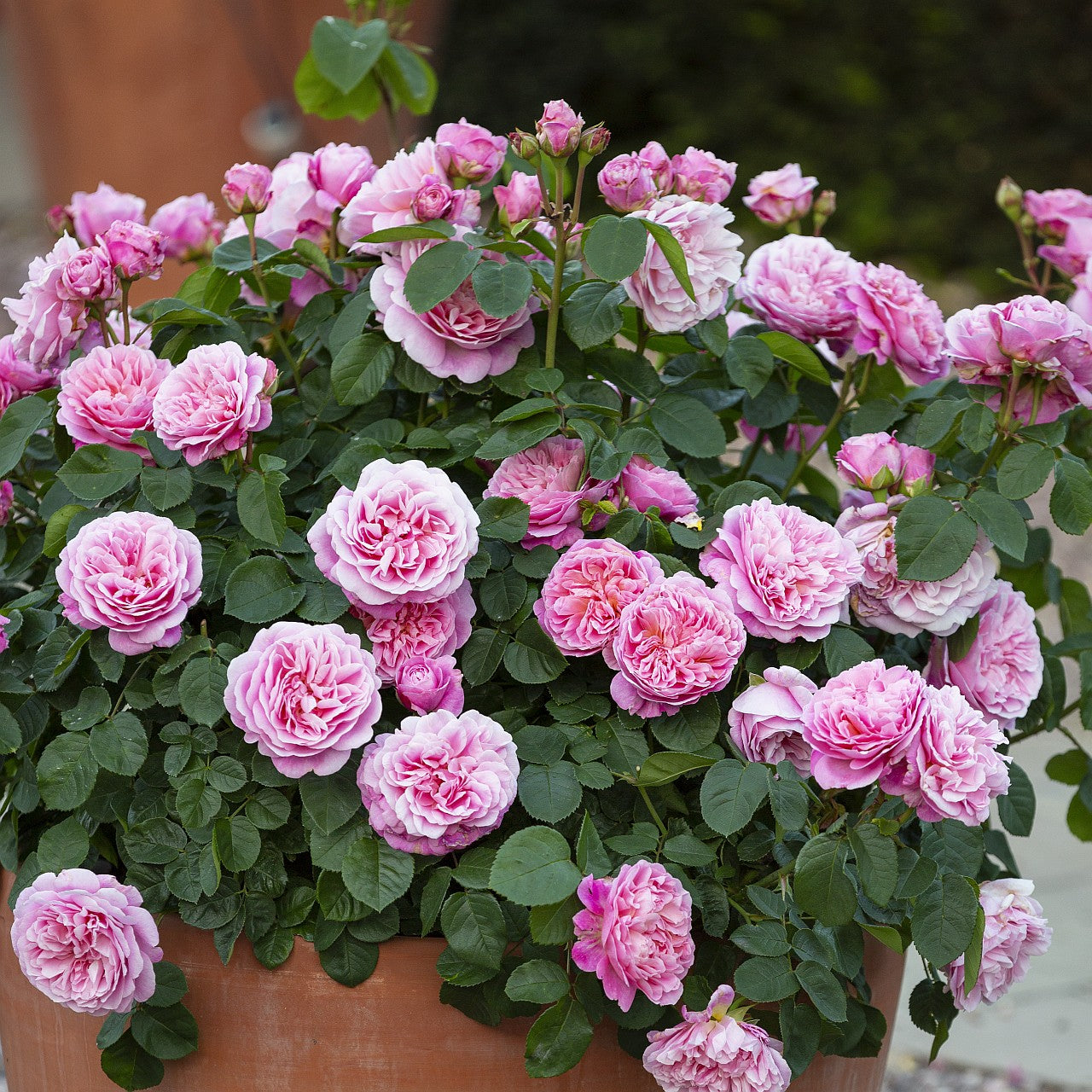 ユーステイシア・ヴァイ  15L鉢苗 - Eustacia Vye Potted 15L (Ausegdon)