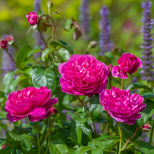 ジェームズ・L. オースチン鉢苗 - James L. Austin Potted (Auspike)