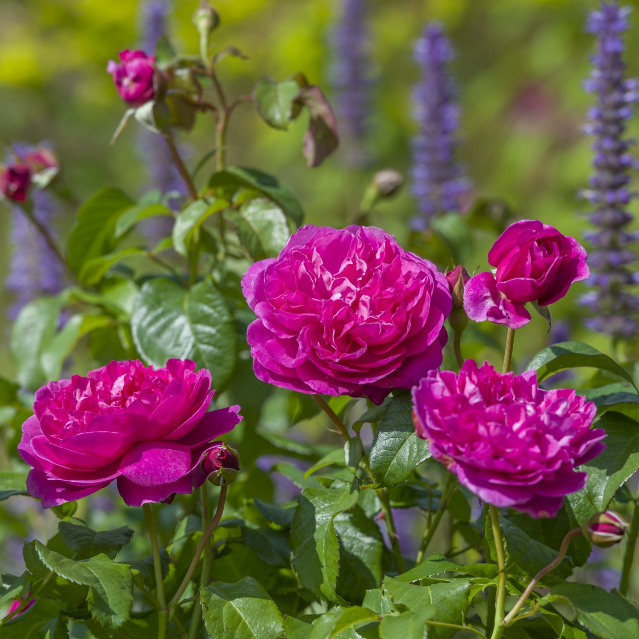 ジェームズ・L. オースチン 裸苗 - James L. Austin (Auspike)