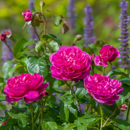 ジェームズ・L. オースチン 裸苗 - James L. Austin (Auspike)