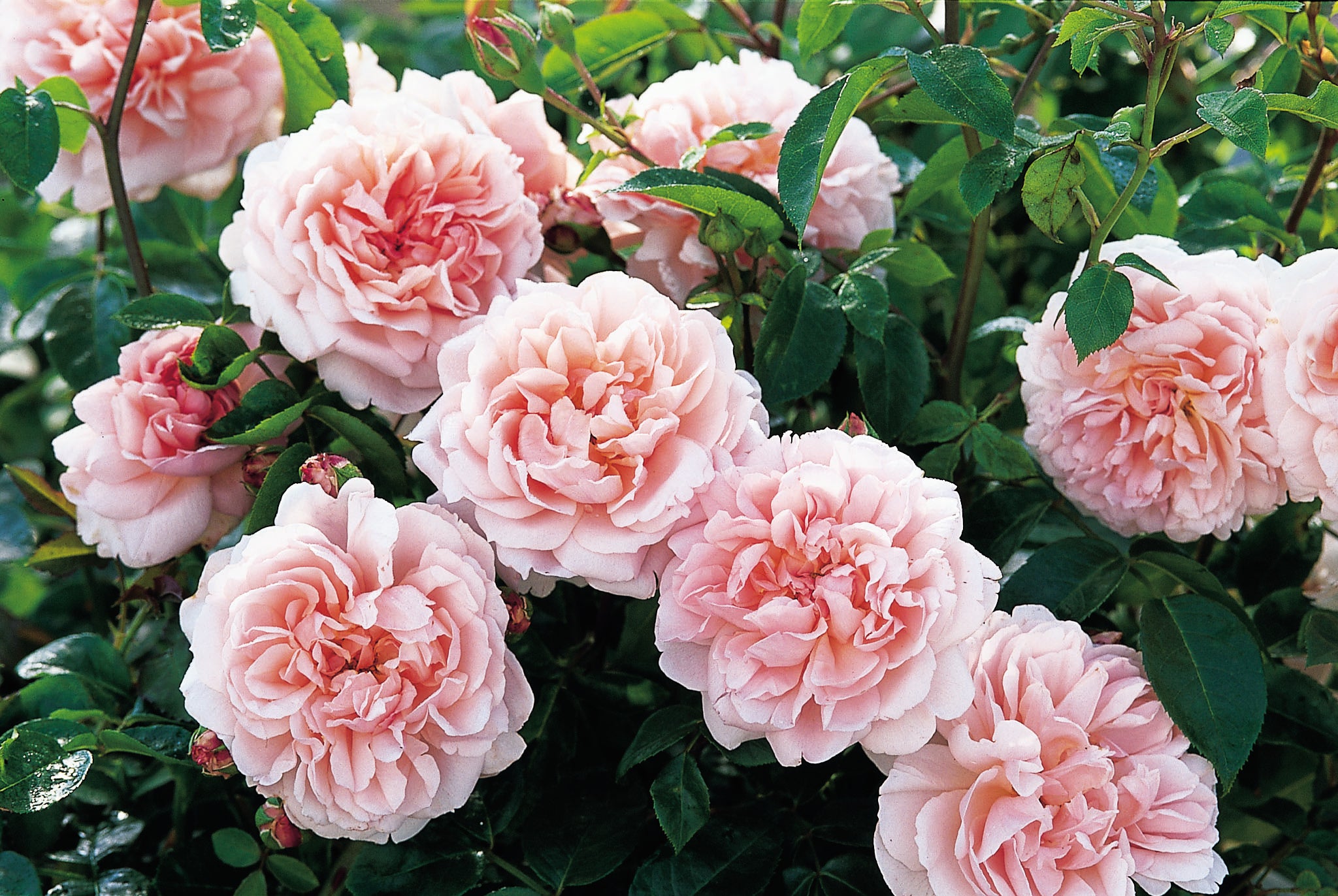 ワイルドイブ® - Wildeve® (Ausbonny) – David Austin Roses Japan
