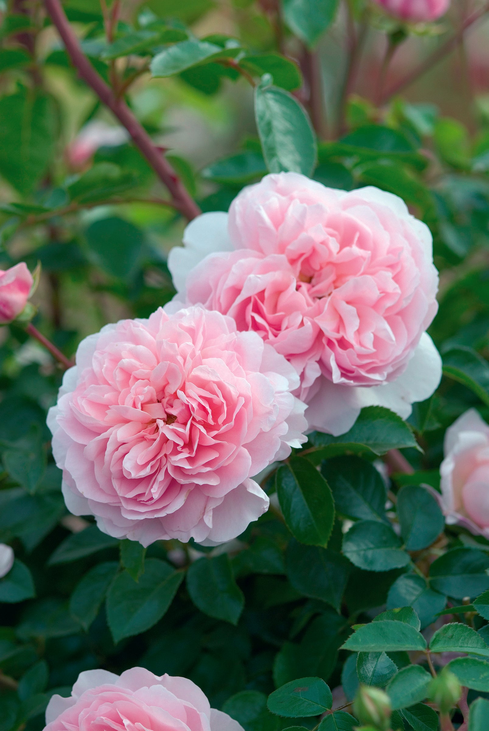 ワイルドイブ® - Wildeve® (Ausbonny) – David Austin Roses Japan