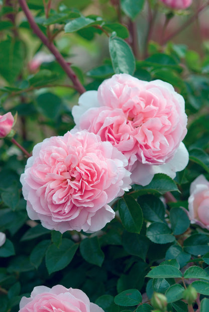 ワイルドイブ™鉢苗 - Wildeve™ Potted (Ausbonny)