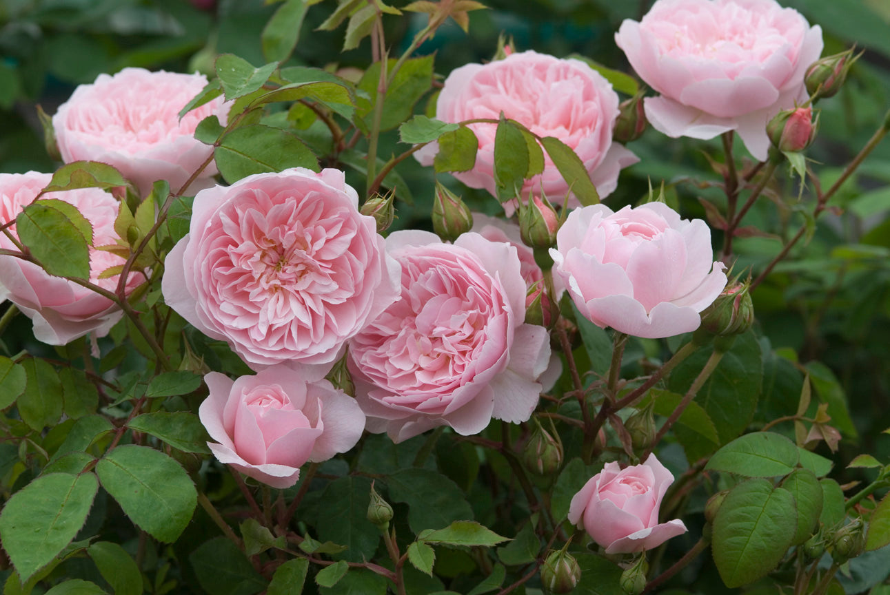 ウィズレー2008 - Wisley® 2008 (Ausbreeze) – David Austin Roses Japan