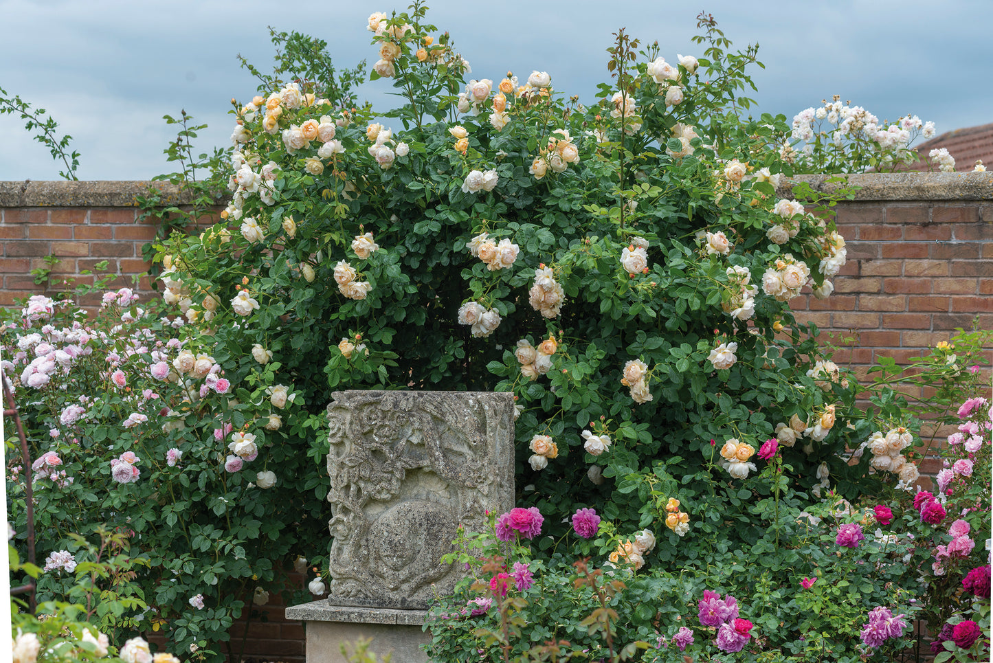 ウォラトン・オールド・ホール 鉢苗 - Wollerton Old Hall Potted (Ausblanket)