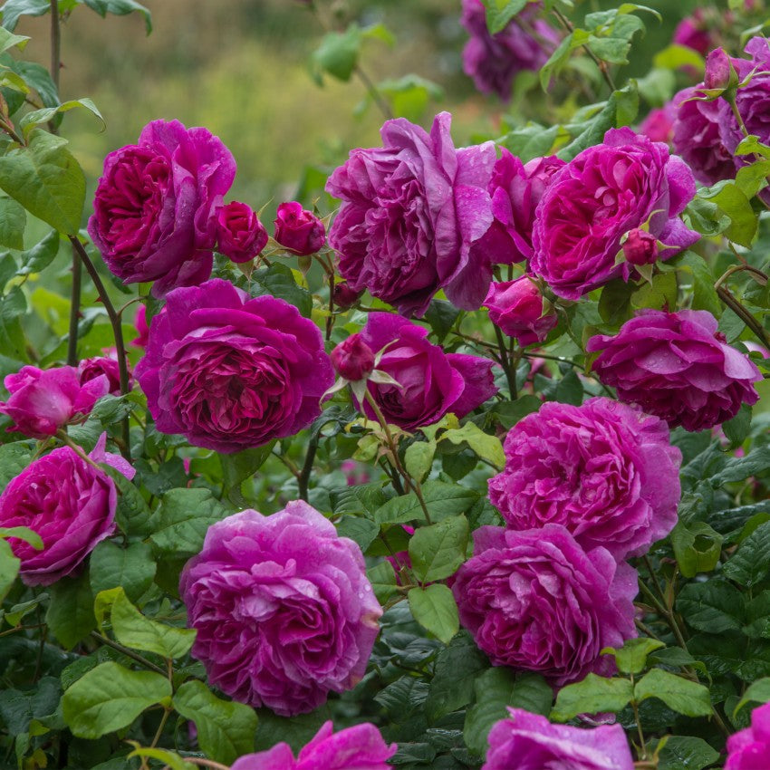 ヤング・リシダス裸苗 - Young Lycidas (Ausvibrant) – David Austin