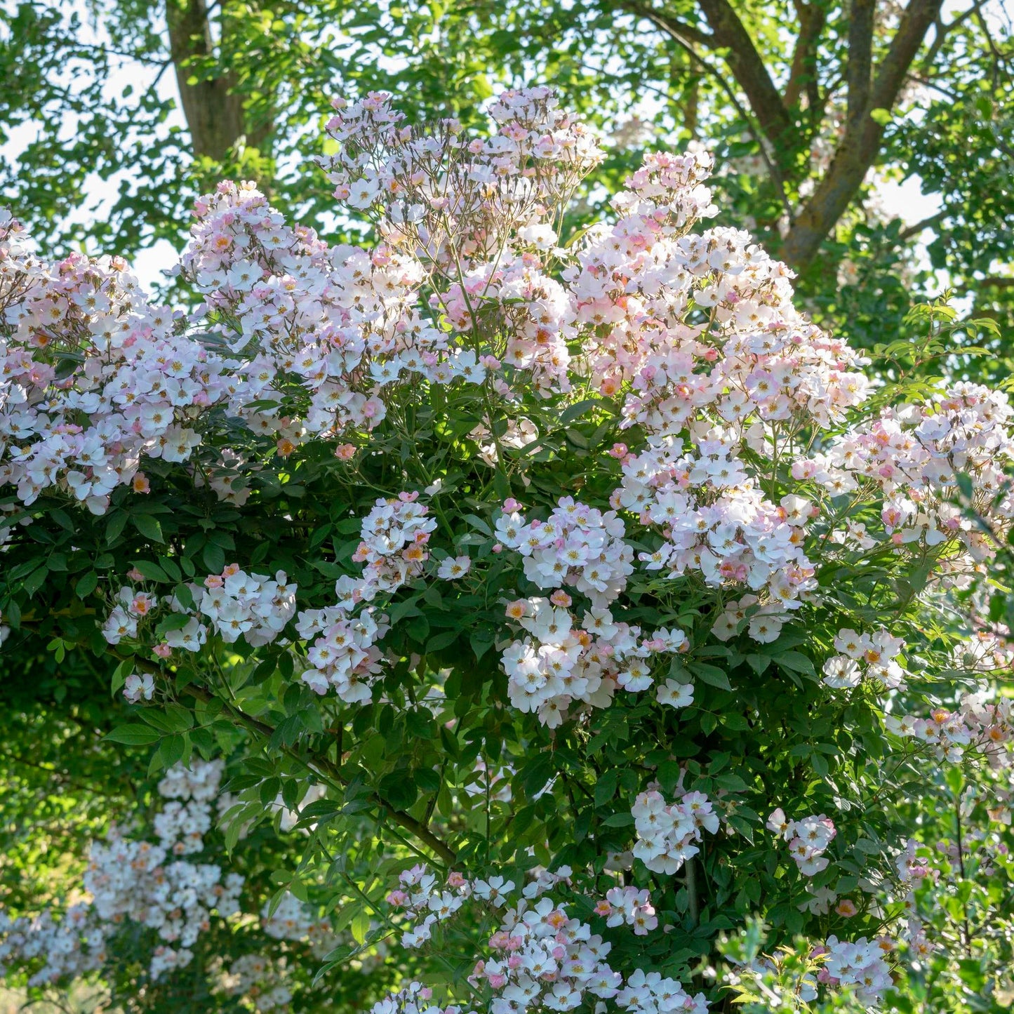 フランシス・E・レスター鉢苗 - Francis E. Lester