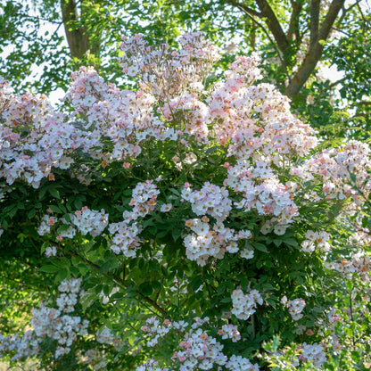 フランシス・E・レスター鉢苗 - Francis E. Lester