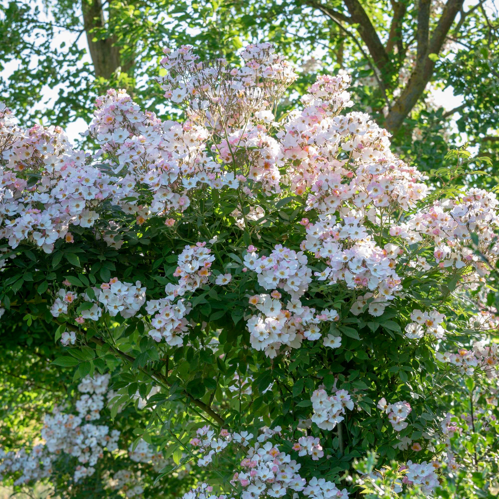 フランシス・E・レスター鉢苗 Francis E. Lester David Austin Roses Japan