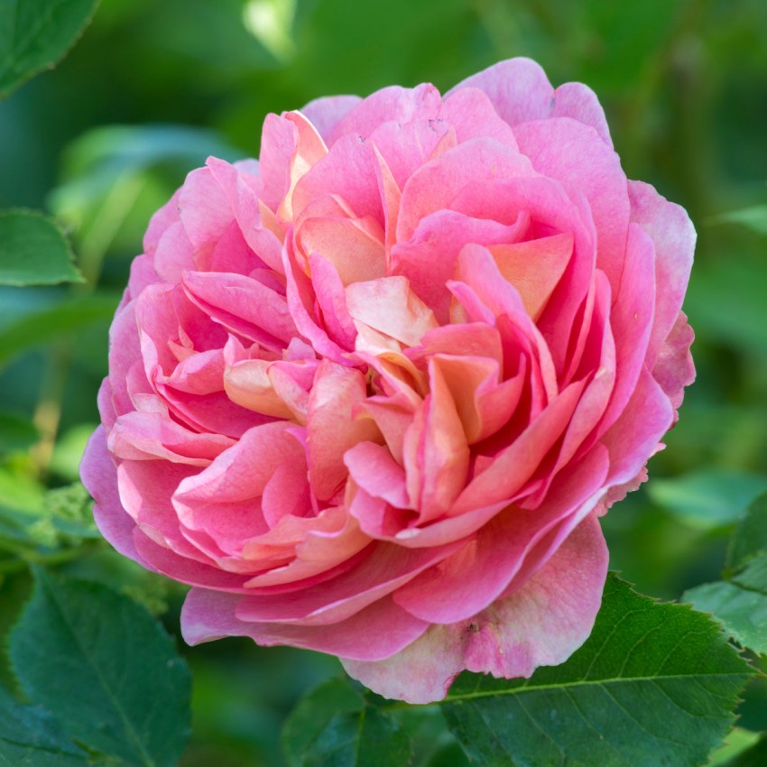 ボスコベル 15L鉢苗 - Boscobel Potted 15L (Auscousin) – David