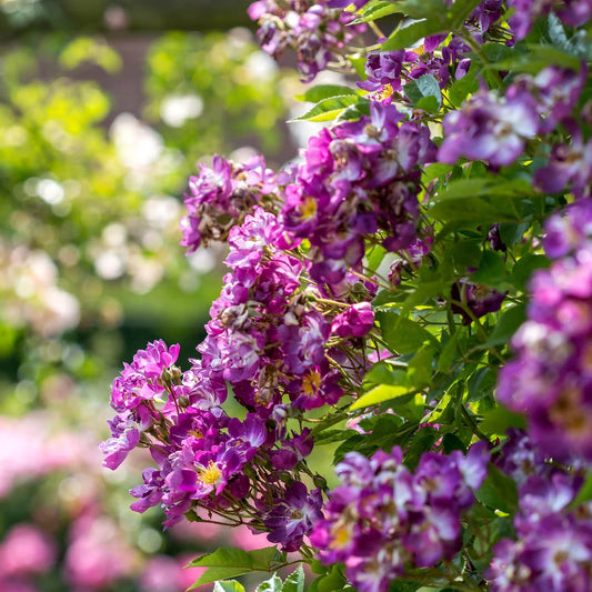 ファイルヘンフラウ鉢苗 - Veilchenblau Potted