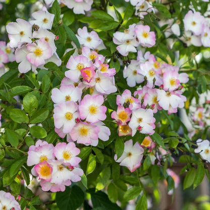 フランシス・E・レスター鉢苗 - Francis E. Lester