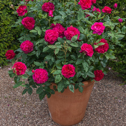 ダーシー・バッセル 鉢苗 - Darcey Bussell Potted (Ausdecorum)