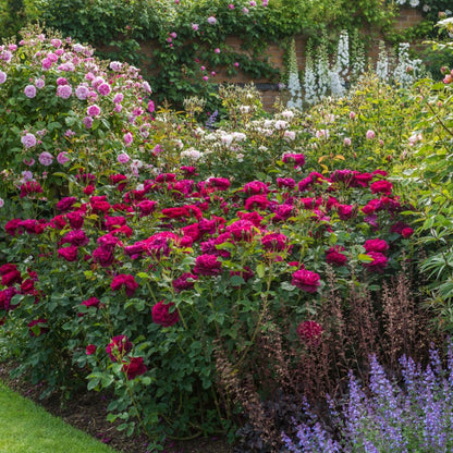ダーシー・バッセル 鉢苗 - Darcey Bussell Potted (Ausdecorum)
