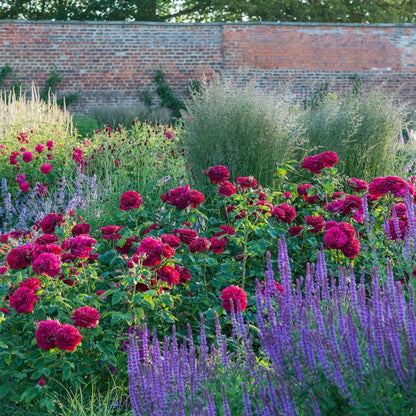 ダーシー・バッセル 鉢苗 - Darcey Bussell Potted (Ausdecorum)