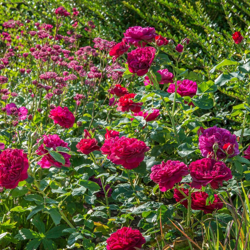 ダーシー・バッセル 15L鉢苗 - Darcey Bussell Potted 15L (Ausdecorum)