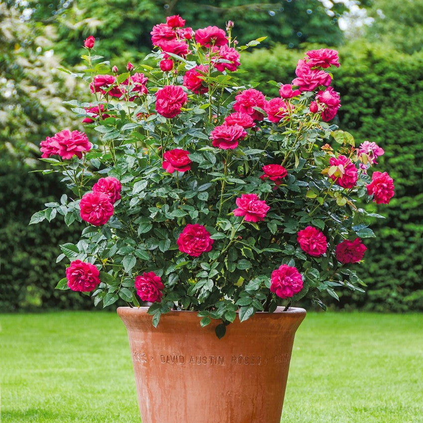 ダーシー・バッセル 鉢苗 - Darcey Bussell Potted (Ausdecorum)