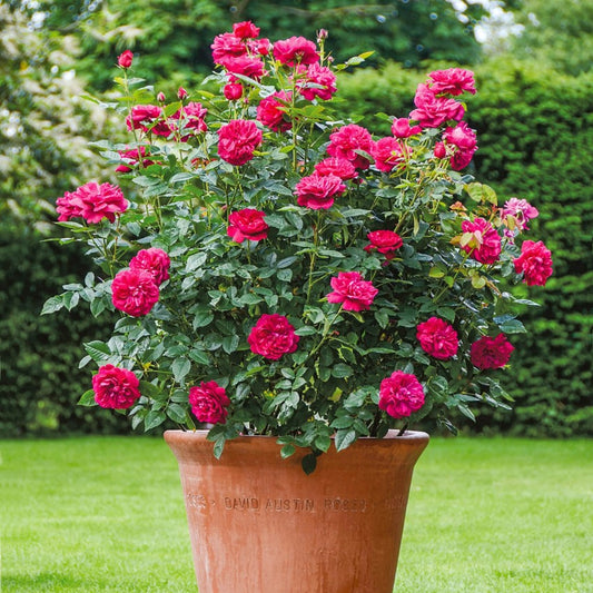 ダーシー・バッセル 鉢苗 - Darcey Bussell Potted (Ausdecorum)