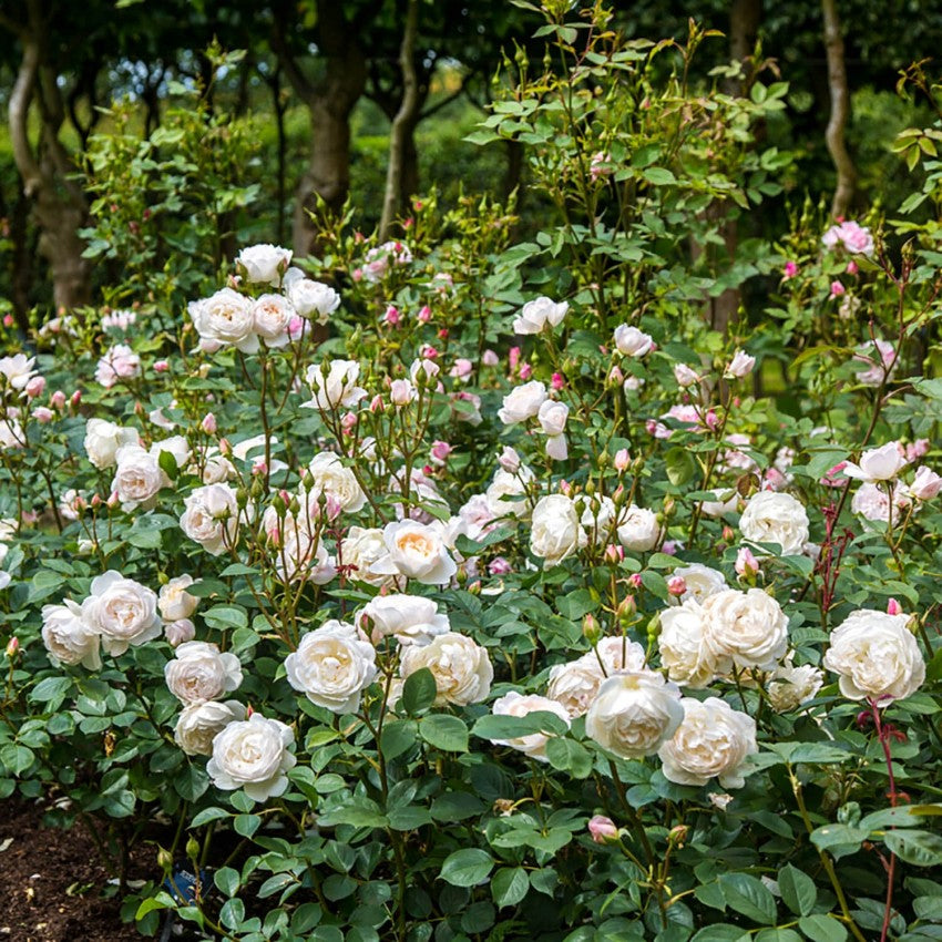 デスデモーナ - Desdemona (Auskindling) – David Austin Roses Japan