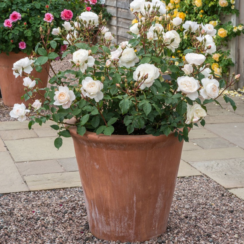 デスデモーナ 鉢苗 - Desdemona Potted (Auskindling) – David Austin