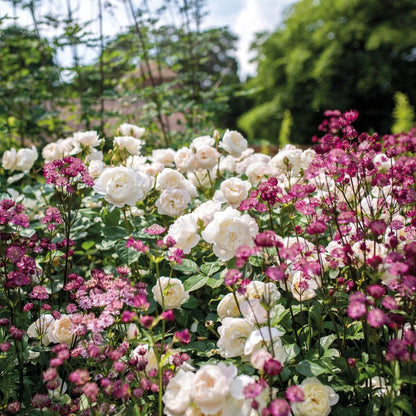 デスデモーナ 鉢苗 - Desdemona Potted (Auskindling)