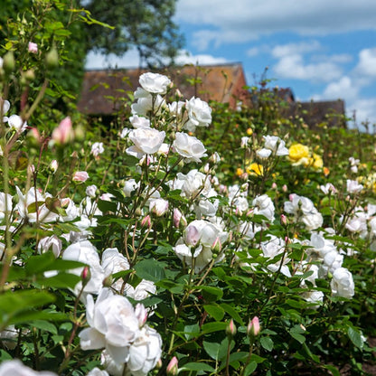 デスデモーナ 鉢苗 - Desdemona Potted (Auskindling)