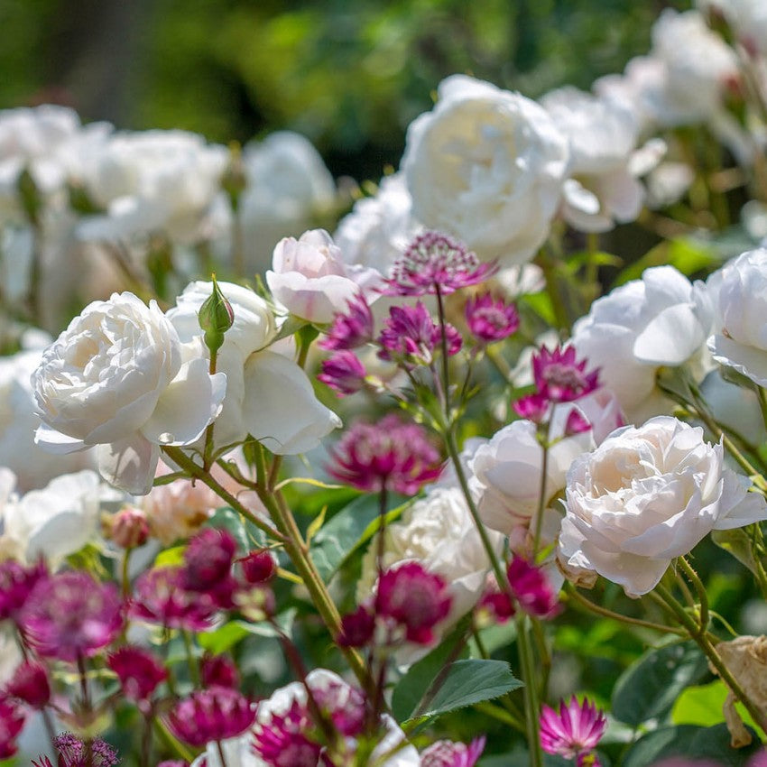 デスデモーナ 鉢苗 - Desdemona Potted (Auskindling)