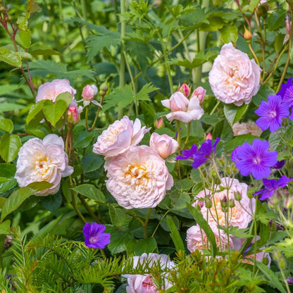 エミリー・ブロンテ 鉢苗 - Emily Brontë Potted (Ausearnshaw)
